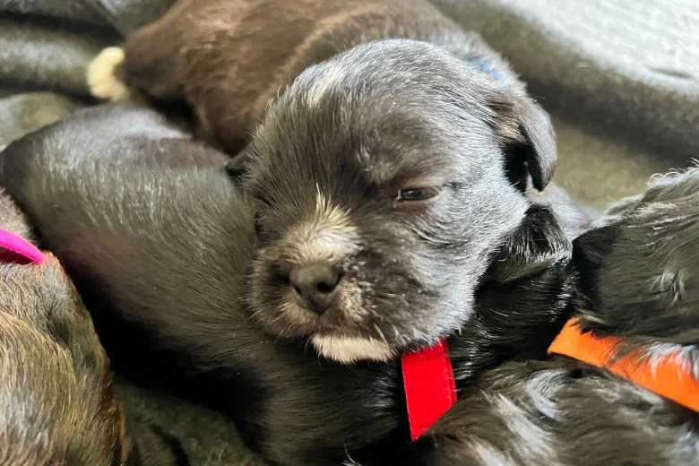 Mixed Breed