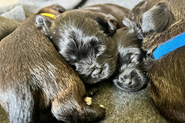 Mixed Breed