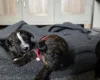 Mixed Breed