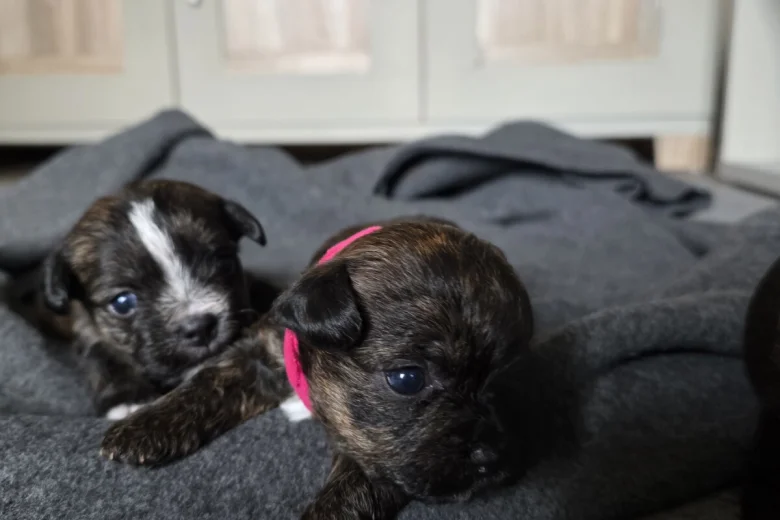 Mixed Breed