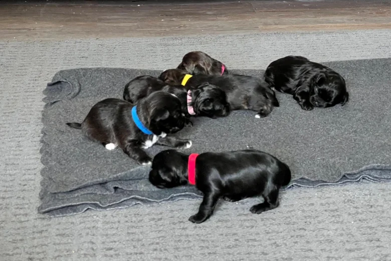 Mixed Breed
