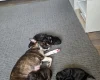 Mixed Breed