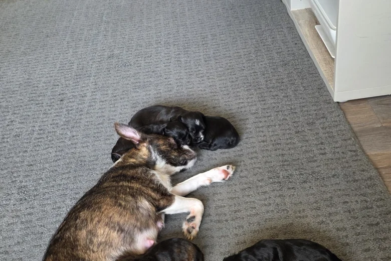 Mixed Breed