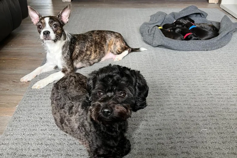 Mixed Breed