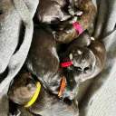 Mixed Breed