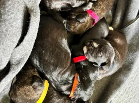 Mixed Breed