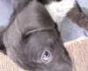 Dachshund (Smooth Haired)
