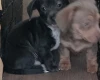 Dachshund (Smooth Haired)