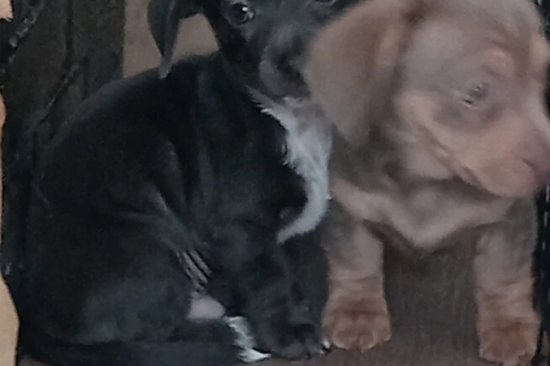 Dachshund (Smooth Haired)
