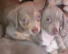 Dachshund (Smooth Haired)
