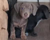 Dachshund (Smooth Haired)