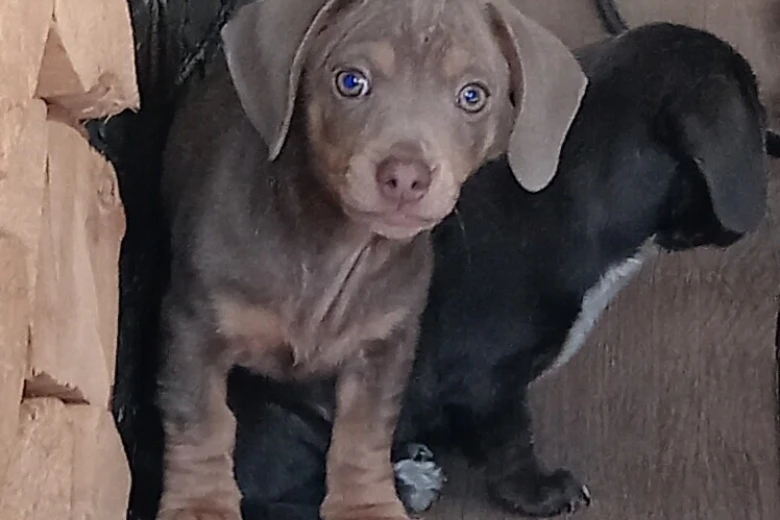Dachshund (Smooth Haired)