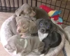 Dachshund (Smooth Haired)