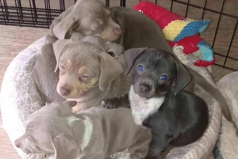 Dachshund (Smooth Haired)