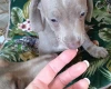 Dachshund (Smooth Haired)