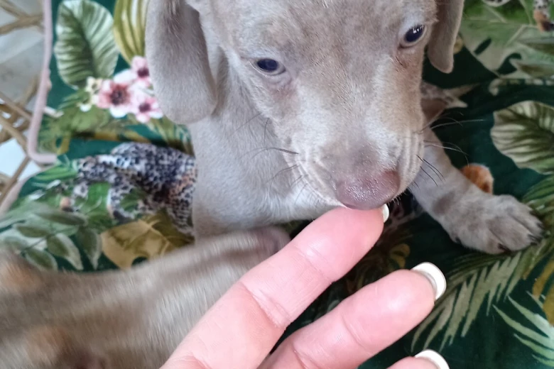 Dachshund (Smooth Haired)