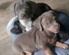 Dachshund (Smooth Haired)