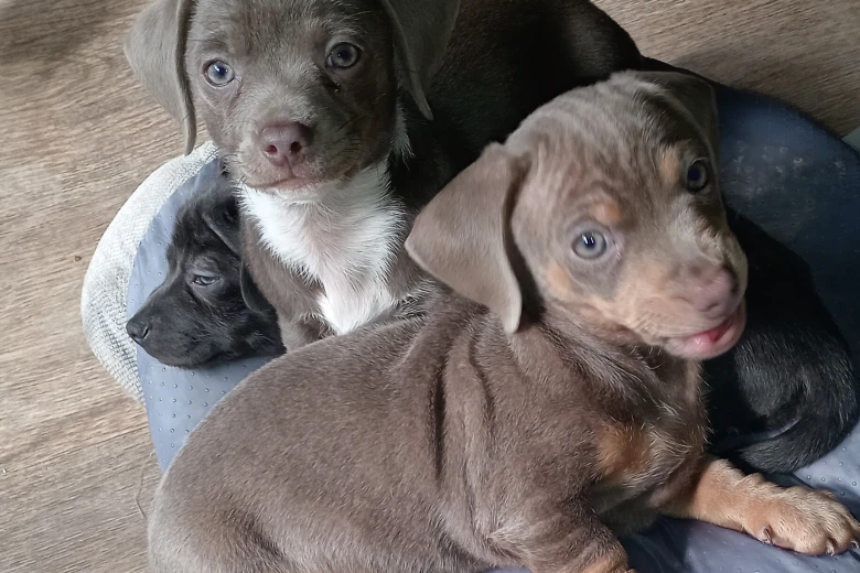 Dachshund (Smooth Haired)