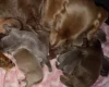 Dachshund (Smooth Haired)