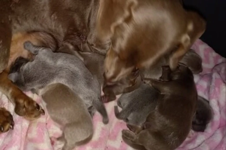 Dachshund (Smooth Haired)