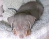 Dachshund (Smooth Haired)