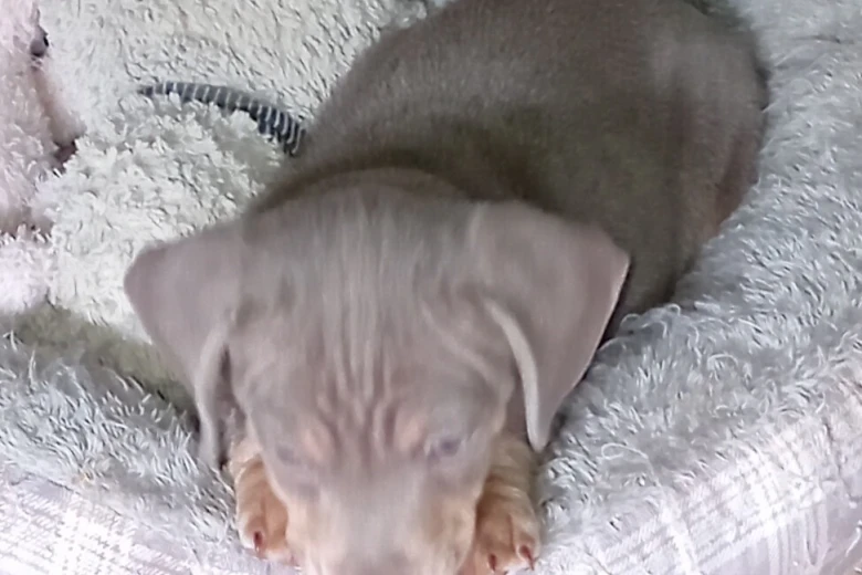 Dachshund (Smooth Haired)
