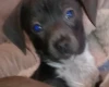 Dachshund (Smooth Haired)