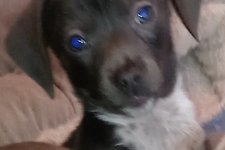 Dachshund (Smooth Haired)