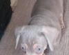 Dachshund (Smooth Haired)