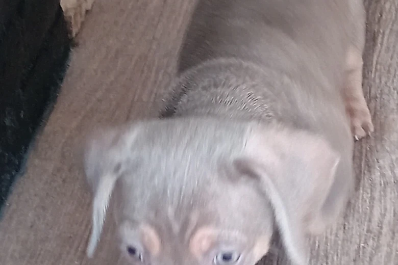 Dachshund (Smooth Haired)