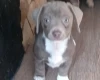 Dachshund (Smooth Haired)