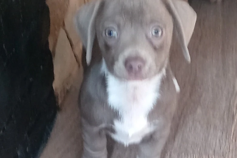 Dachshund (Smooth Haired)