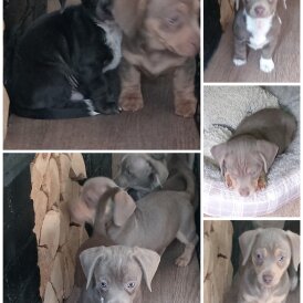 Dachshund (Smooth Haired)