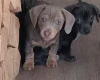 Dachshund (Smooth Haired)