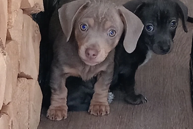 Dachshund (Smooth Haired)