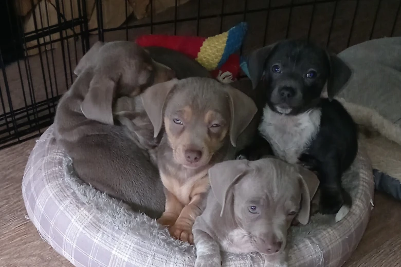 Dachshund (Smooth Haired)