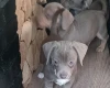 Dachshund (Smooth Haired)