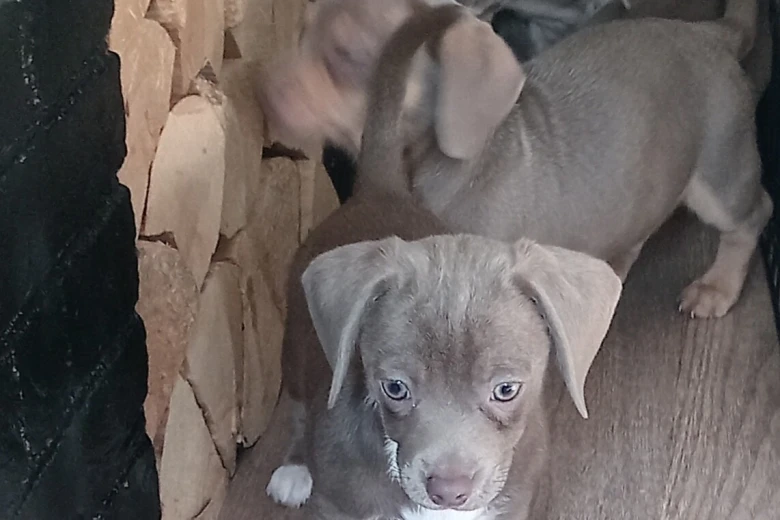 Dachshund (Smooth Haired)