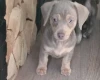 Dachshund (Smooth Haired)