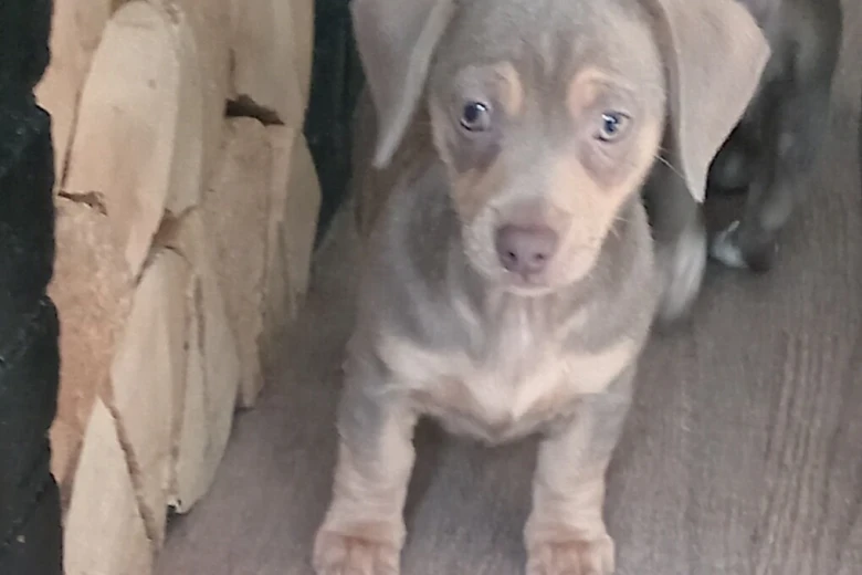 Dachshund (Smooth Haired)