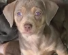 Dachshund (Smooth Haired)