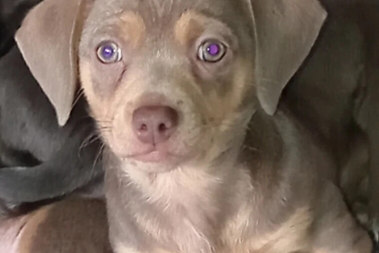 Dachshund (Smooth Haired)