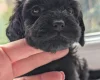 Mixed Breed