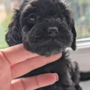 Mixed Breed