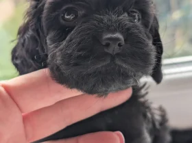 Mixed Breed