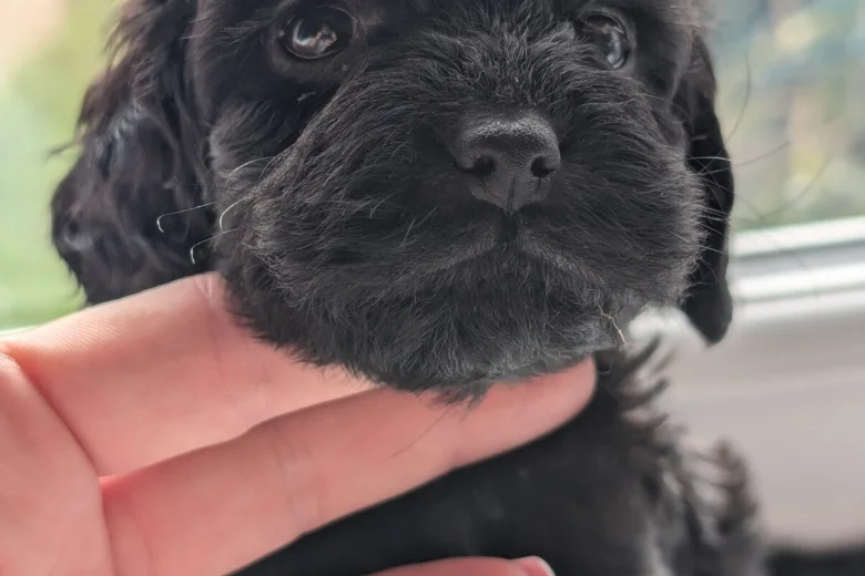 Mixed Breed