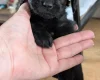 Mixed Breed