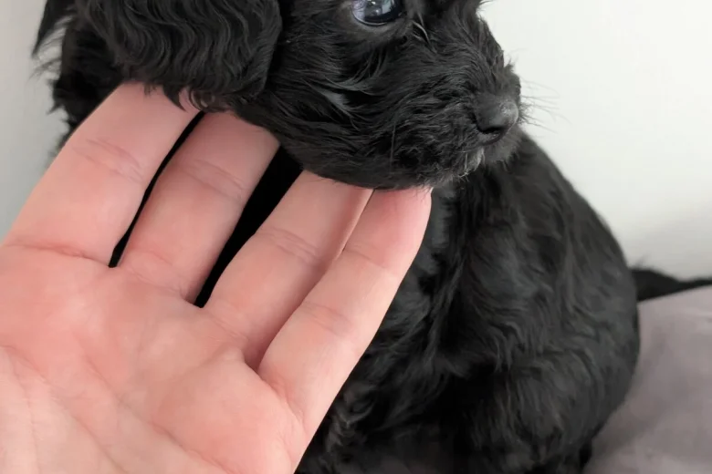 Mixed Breed