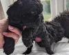 Mixed Breed
