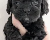 Mixed Breed